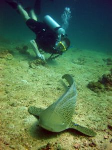 dive-pics