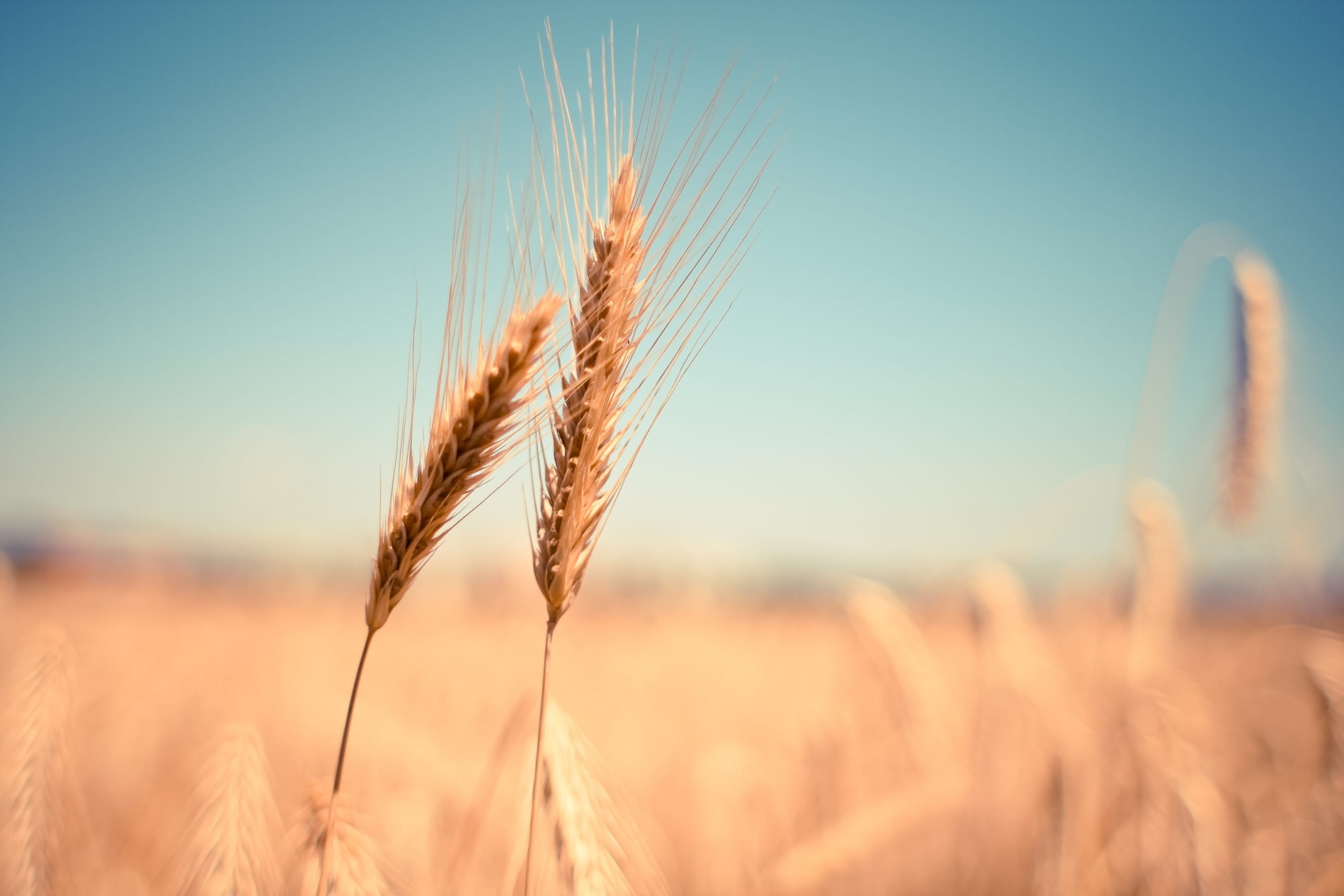 wheat-865152-1-scaled